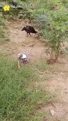 Chicken Family's Playtime Adventures #chicken #animals