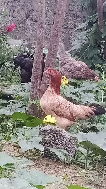 The Rooster's Family Fun #roster #fun