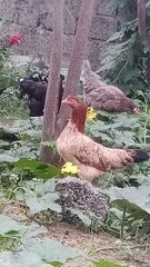 The Rooster's Family Fun #roster #fun