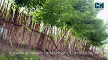 El úlñtimo Dragón