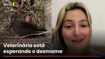 Mulher captura ratazana grávida e termina cuidando de família: ‘Criando rato de esgoto’