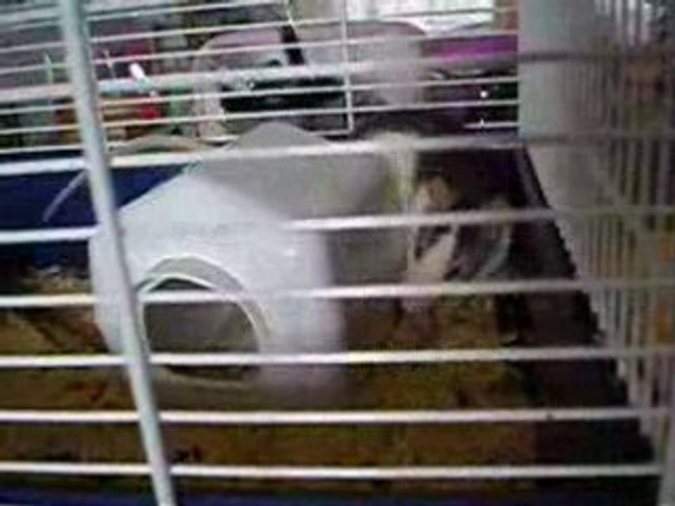 la ratte