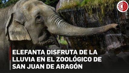 Lluvias dejan momento alegre: Elefanta disfruta de ella en el Zoológico de San Juan de Aragón