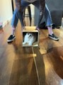 No cat can resist the temptation of a box