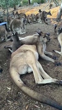 Kangaroos chilling