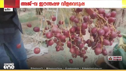 സൗദിയിൽ അജ്-വ ഈന്തപ്പഴത്തിന്റെ വിളവെടുപ്പ്; അടുത്ത ഒരു മാസത്തോടെ കൊയ്ത്തുകാലം പൂർത്തിയാകും