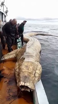 Giant Mysterious Sea Creatures You Won't Believe Exist Giant waves and ships at the North Sea #northsea #ship #waves