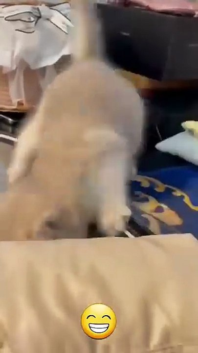 🐱_Funny_cat_videos___cute_cats___Try_not_to_laugh___Cat_videos_Compilation_#shorts__🐈(360p)