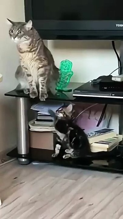 Kids_frolicking_with_mama_cat_#cats_#pets_#cat_#reels_#cute_#mother_#love_#catvideos(360p)