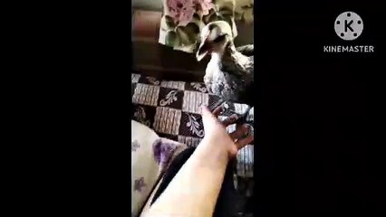 Can Tavuk, Cihan Tavuk ve Gürler Tavuk Üzülüyor