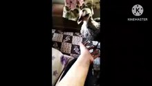 Can Tavuk, Cihan Tavuk ve Gürler Tavuk Üzülüyor