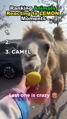 Ranking Animals Reacting to LEMON Moments 🍋😹
