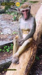 Sad monkey 🐒 | monkey video | amazing video