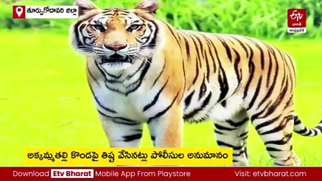 ఆపరేషన్‌ ‘పెద్దపులి’ - పులిని బంధించేందుకు బోన్లు, ట్రాప్ కెమెరాల అమరిక