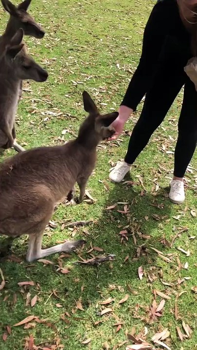 Australian kangaroos 🦘