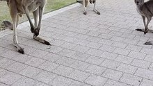 Australian kangaroo 🦘