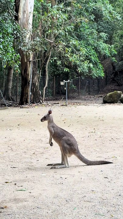 Australian kangaroo 🦘
