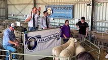 Top-priced ram at Abelene Park Poll Dorset sale