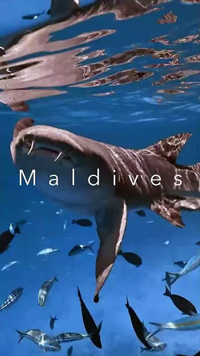 Maldives Underwater World | Sharks & Ocean Life