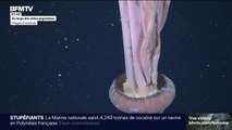 Une méduse fantôme géante filmée au large de l'Argentine
