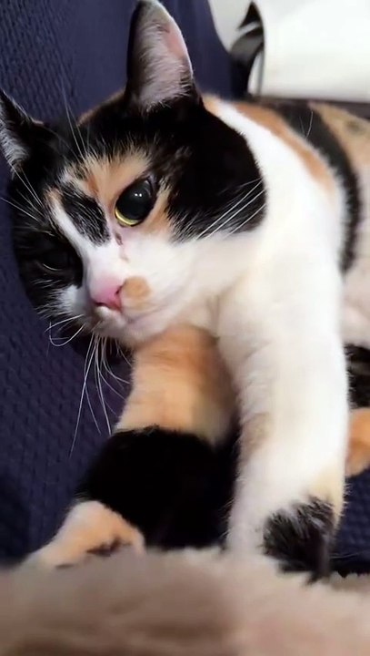 A Cute Kitten Lying on the Blanket and Playfully Moving Her Paws.” 🐾😺