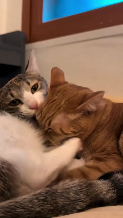 Sleeping cat