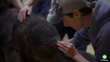 Cria de elefante asiático nasce no Washington Zoo. É a 1.ª em 25 anos