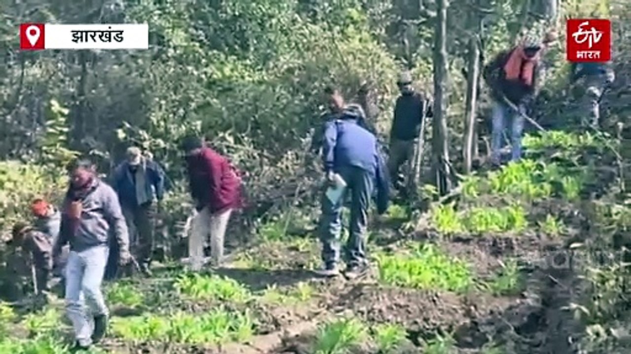 हजारीबाग पुलिस का अफीम के खिलाफ बिग एक्शन, 350 एकड़ जमीन में लगी खेती नष्ट
