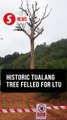 Landmark 120-year-old tualang tree cut down to make way for highway