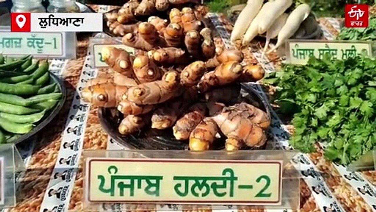 ਲਾਹੇਵੰਦ ਧੰਦਾ ਬਣੀ ਹਲਦੀ: ਇੱਕ ਏਕੜ ਤੋਂ ਹਜ਼ਾਰ ਕੁਇੰਟਲ ਤੋਂ ਵੱਧ ਝਾੜ, ਪ੍ਰੋਸੈਸਿੰਗ ਨਾਲ ਵਧੇਗਾ ਮੁਨਾਫਾ