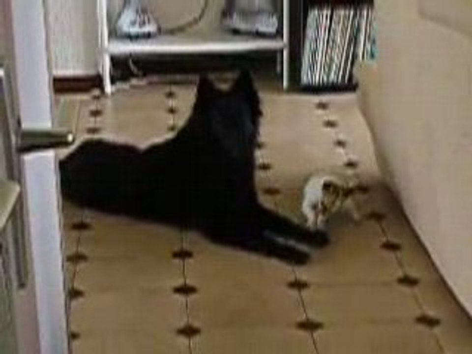 Douce, 2 mois, joue avec Cheyenne, 1 an