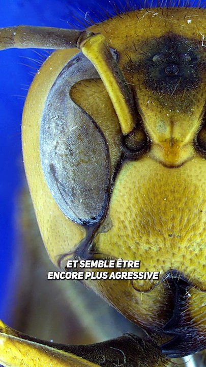 Un danger arrive en Europe