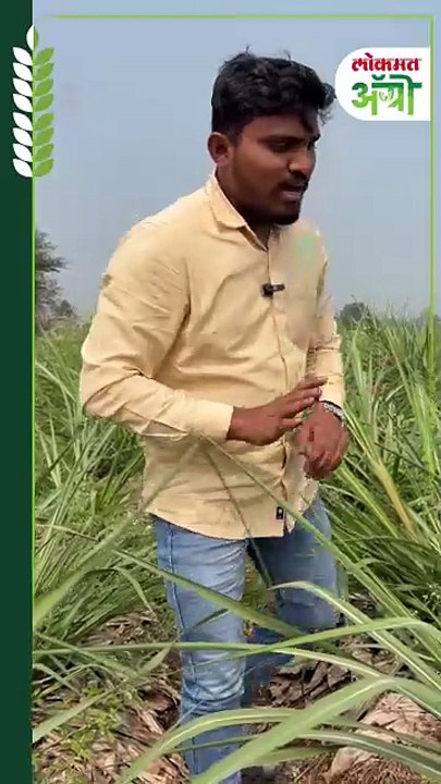 Sugarcane : ऊस लागवडीचा अनोखा प्रयोग! ५ फुटाची सरी अन् दोन रोपांतील अंतर ४ फूट