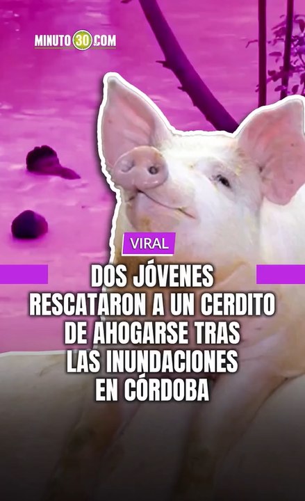 ¡El agua no detiene la solidaridad! En medio de las graves inundaciones que azotan a Córdoba, dos jóvenes se volvieron virales tras arriesgar su vida nadando para rescatar a un cerdito que era arrastrado por la corriente