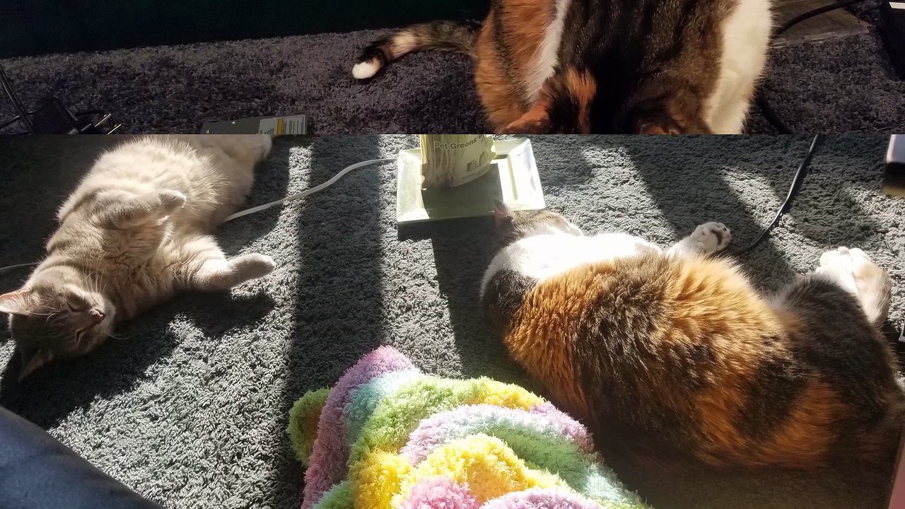 New nap spot unlocked: the floor directly in front of the space heater. | #SparklegleamFarm #Elsie #homestead #LadyChunkerella #cats #catlovers #cute