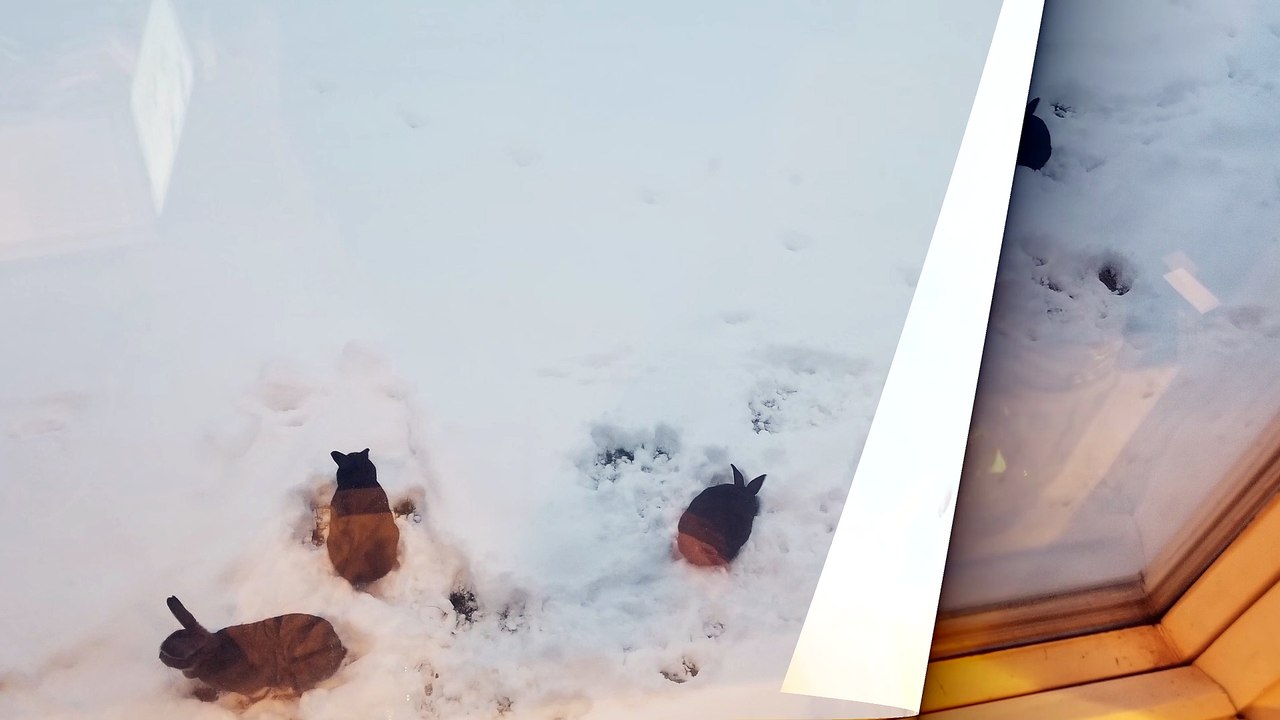 twilight bunny pics through the glass because it's warmer inside than out lol | #SparklegleamFarm #Bunny #homestead #rabbit #farmanimals #cute