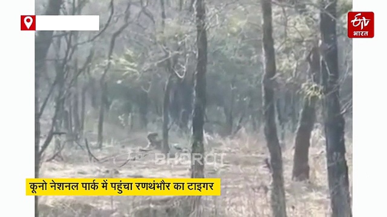 कूनो नेशनल पार्क पहुंचा राजस्थान का बादशाह, चीतों के घर में टाइगर की एंट्री से हड़कंप
