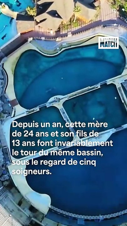 Marineland : de nouvelles images exclusives rap...