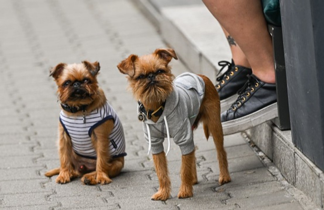 A viral TikTok solved the mystery of one dog's behaviour towards its owner