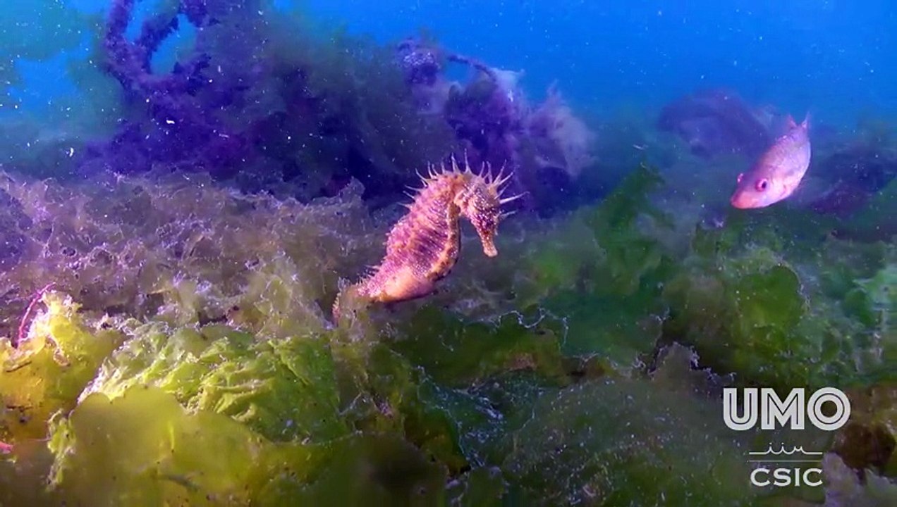 Un proyecto va a crear arrecifes artificiales para caballitos de mar en el puerto de Vigo