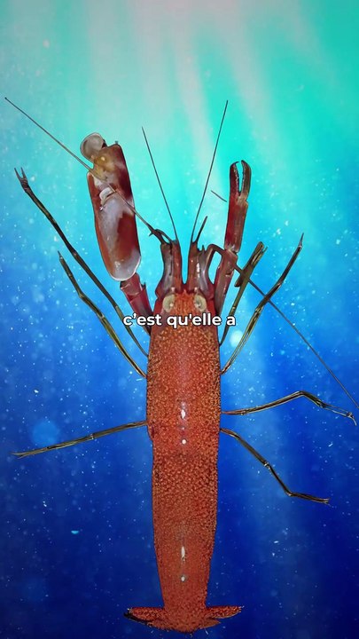 C’est pas la taille qui compte. La crevette pistolet ne mesure que 4cm mais elle tire littéralement des balles… de bulles.Source : National Geographic,  Nat Geo Wild
