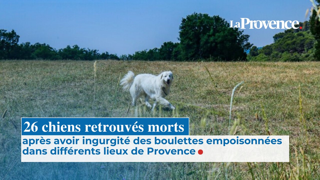 26 chiens retrouvés morts après avoir ingurgité des boulettes empoisonnées dans différents lieux de Provence
