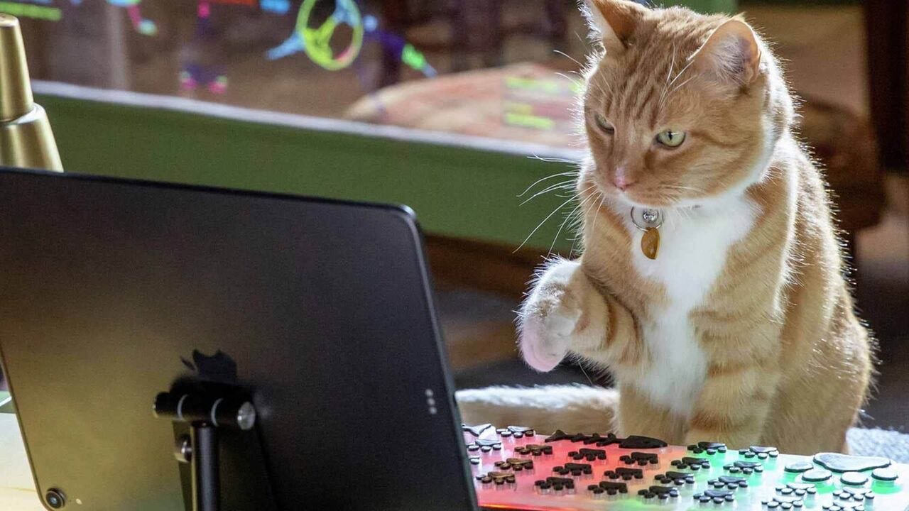 Comme Chiens et Chats 3 : Patte dans la patte