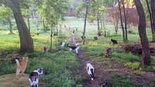 Any help would mean alot to them, mostly monthly support on Patreon is something we could rely on for food, vet bills etc etchttpswww.patreon.comromaniacatrescue.hd