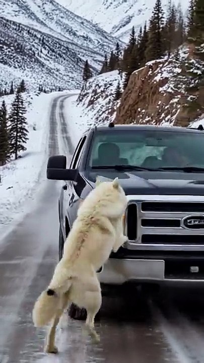 Mother Snow Wolf Saves Her Cubs with the Help of an Old Guy_ _animals _rescueanimals _humanity(720P_HD)