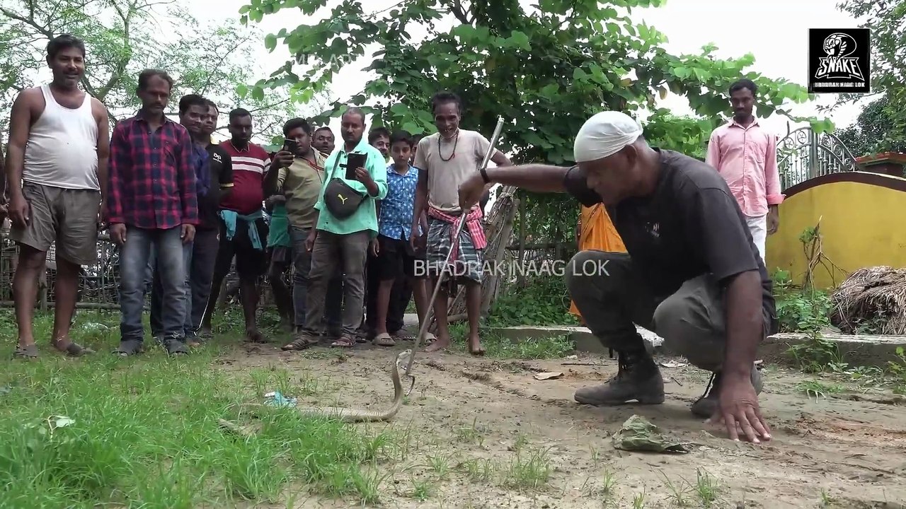 How dangerous is a snake attack?