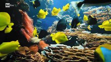 La biodiversità