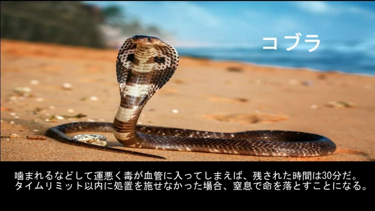 【豆知識】最恐の毒を持つ10種類の生物　【Trivia News】10 Creatures with the Deadliest Venom