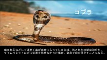 【豆知識】最恐の毒を持つ10種類の生物　【Trivia News】10 Creatures with the Deadliest Venom
