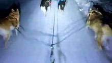 ❄️🐕🐕🐕🛷☃️ Sledding with my babies February 5, 2026